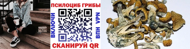 Купить где  Тара  Галлюциногенные грибы Psilocybine cubensis 